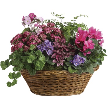 Simply Chic Mixed Plant Basket