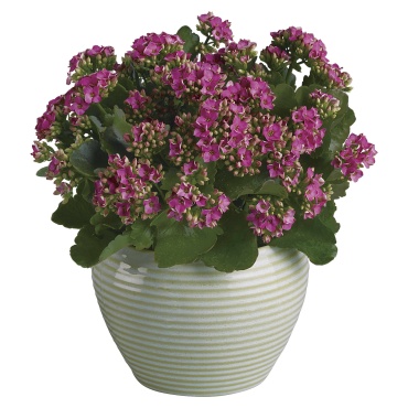 Bountiful Kalanchoe