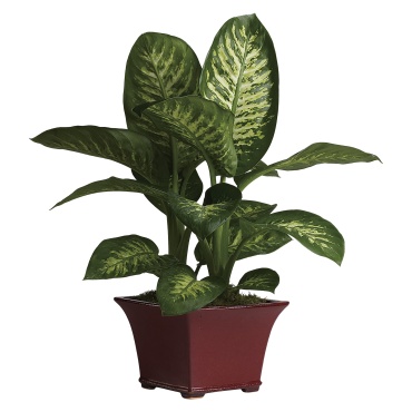 Delightful Dieffenbachia